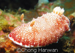 taken with canon G9.
 by Chong Hanwan 